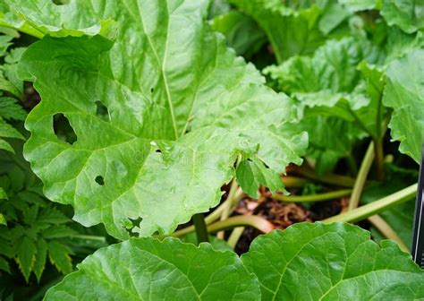 Rhubarb Leaves are Green Poison Stock Image - Image of botany, oxalates ...