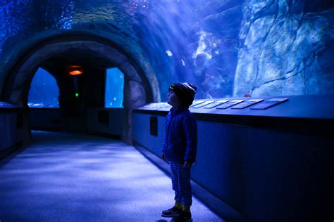 Favorite kid-friendly attractions at Newport Aquarium - Cincinnati ...