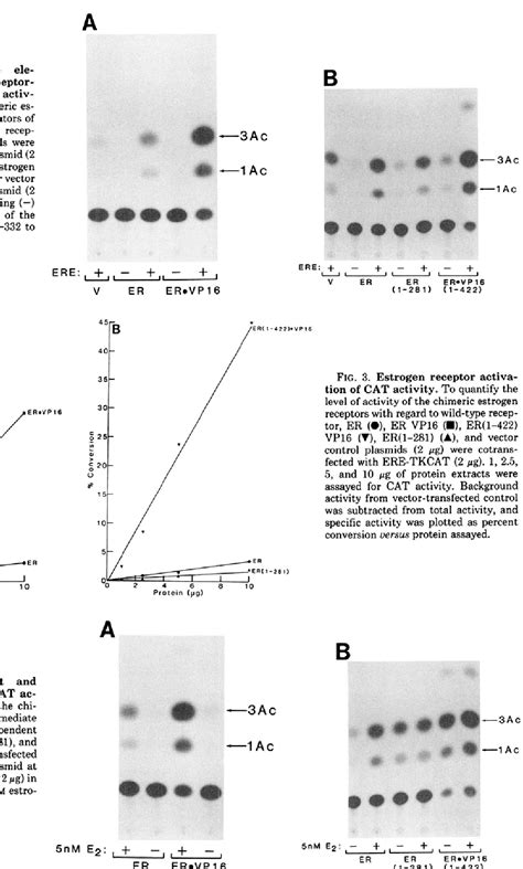 Figure 1 from Superactive Estrogen Receptors | Semantic Scholar