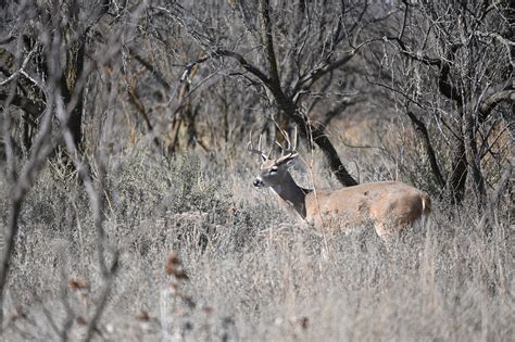 Whitetail Deer Buck - Free photo on Pixabay - Pixabay