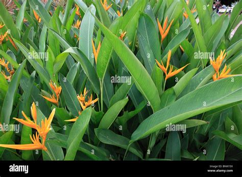 Malaysia garden tropical hi-res stock photography and images - Alamy