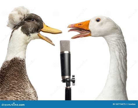 Why Do Ducks Like Singing