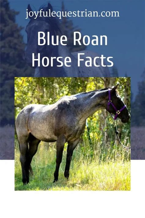 All About Blue Roan Horses (Genetics, Facts, Breeds & More!) – Joyful Equestrian