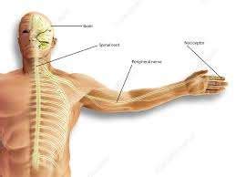 Nociceptive Pain: Meaning Example, Types, Treatment Overview