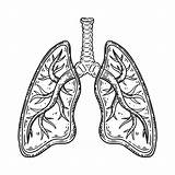 Pulmonary Circulation Coloring Page Sketch sketch template