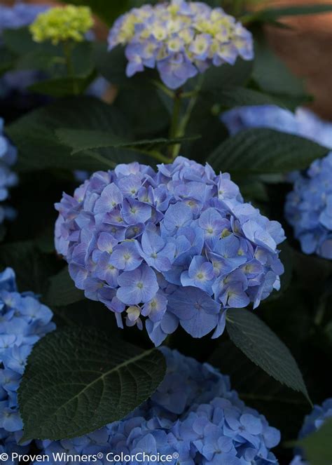 Bigleaf Hydrangea Bloom Varieties | HGTV