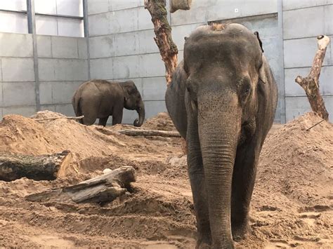 Welcoming Tara to Project Elephant – Project Elephant | Blackpool Zoo