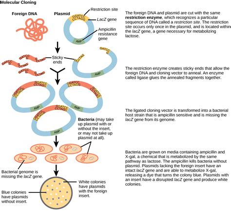 20.2: Cloning - Biology LibreTexts