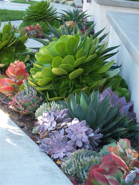 Big green Aeonium urbicum above Agave Blue Glow, Echeveria Ruffles, Kalanchpe Flapja ...