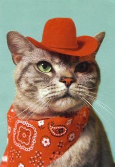 25 Cats in Cowboy Hats ideas | cats, cute cats, cute animals