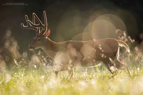 Whitetail Deer Photography - Whitetail Deer Photography