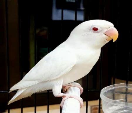 Albino Parrot - Albino Rare Endangered Wallpapers and Images - Desktop ...