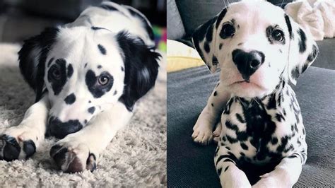 7 Dalmatian Puppies Facts To Make You Fall In Love - DoggieBuzz