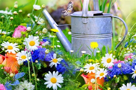 10 fleurs pour le jardin qui aiment la sécheresse