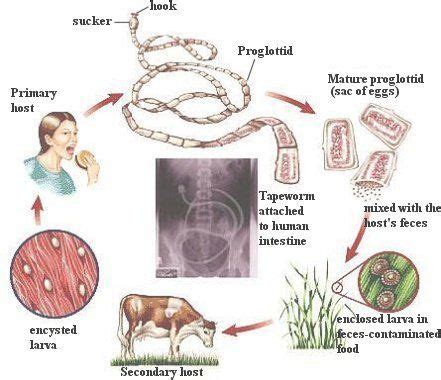 Life cycle of dwarf tapeworm | Life cycles, Cycle, Cycle of life