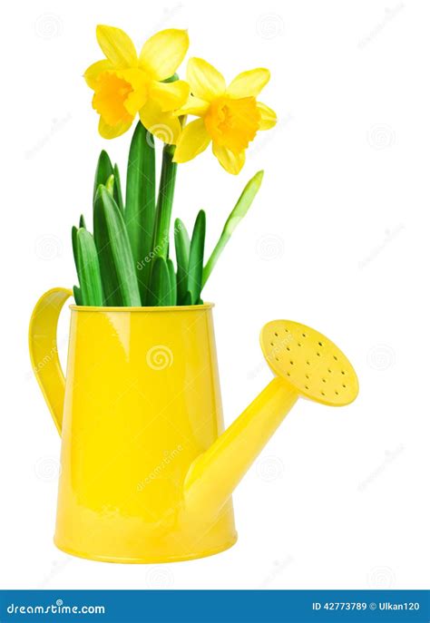 Narcissus Flower Arrangement in a Yellow Watering Can Stock Image - Image of cultivated ...