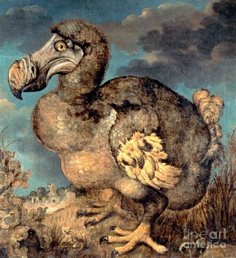 The Dodo, 1651 Painting by Hans Savery I | Pixels