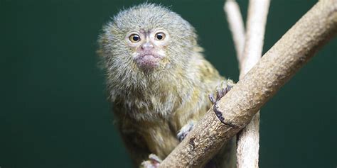 Marmoset Monkey