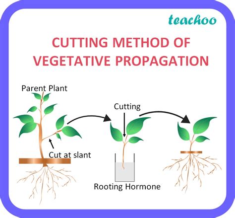 Why is vegetative propagation practiced for growing some types plants