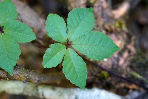 Palmately Compound Leaf of One Kind of Vine Stock Image - Image of ...