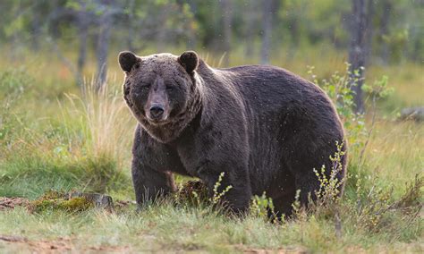 Brown Bear | Species | WWF