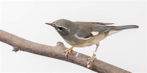 Black-throated blue warbler | Smithsonian's National Zoo