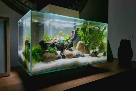 Fluval Edge Review: Best 6 and 12 Gallon Fish Tank