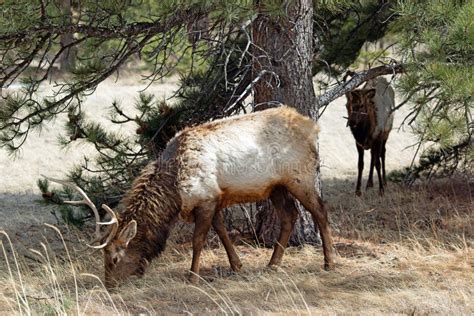 Bull Elk with Antlers in Winter Coat Stock Image - Image of sleepy ...