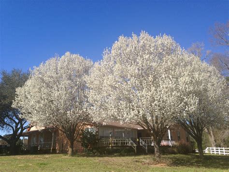 Fruitless Pear Trees | FAVORITE FLOWERS | Pinterest