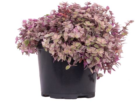 Tradescantia Pink Panther | 6" Pot | Easy Care Houseplant | Plantsome