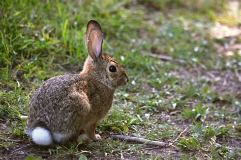 Saving the New England Cottontail Rabbit - Great Hollow