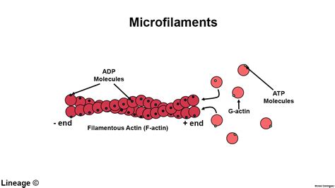 Microfilaments - Biochemistry - Medbullets Step 1