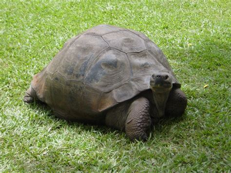 This tortoise was once owned by Charles Darwin | Charles darwin, Tortoise, Animals