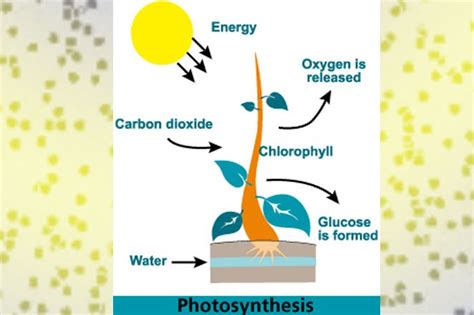 Top 25 Facts About Jan Ingenhousz And The Process Of Photosynthesis