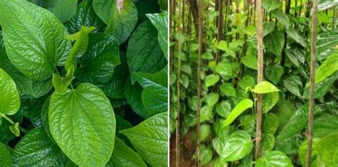 Betel Leaf Cultivation Income (Paan), Cost, Project Report | Agri Farming