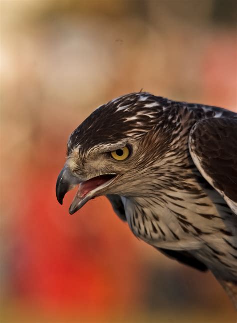 Shaheen Falcon 2 by photographersamer on DeviantArt