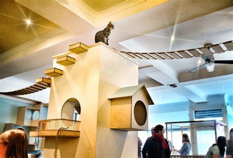 Maison de Moggy: Scotland's First Cat Cafe - Design Milk