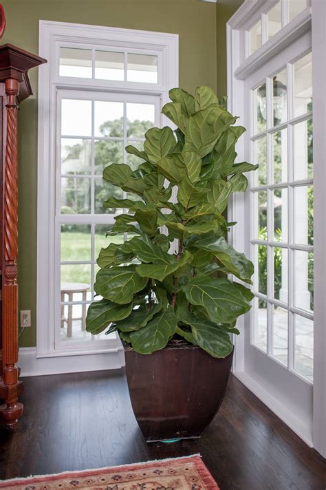 Full Size Fiddle Leaf Fig Tree (Ficus Lyrata) Plants for Sale Online