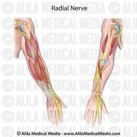 Alila Medical Media | Radial nerve anatomy | Medical illustration