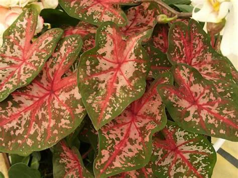 Caladiums, How to grow and care for Caladium bicolor plants - Garden Helper, Gardening Questions ...