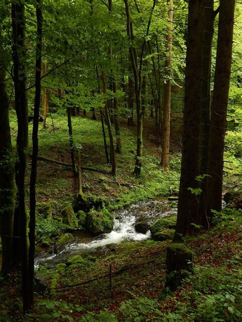 Immaculate beauty | Forest photography, Forest view, Thuringia