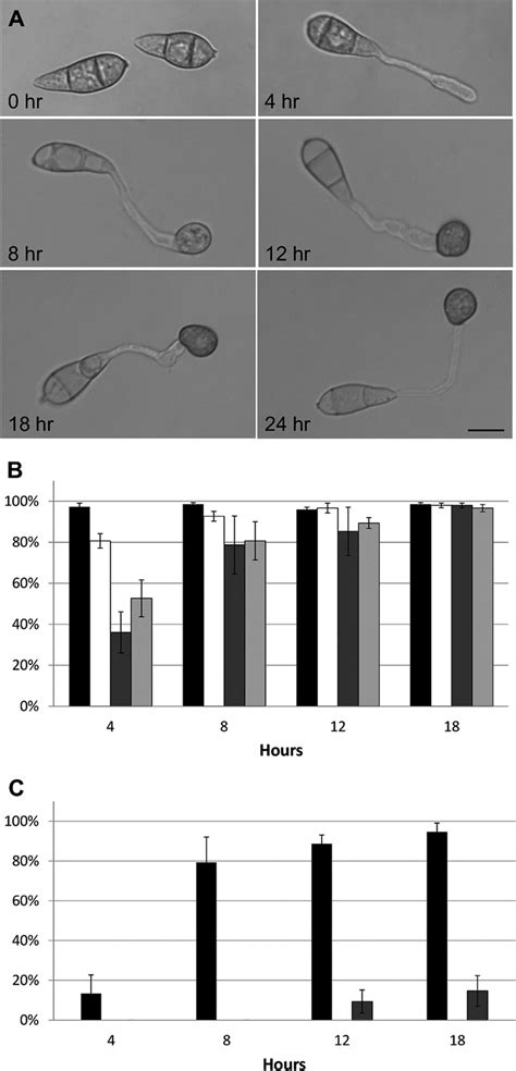 cAMP-induced appressorium formation in M. oryzae. A, Light micrographs... | Download Scientific ...