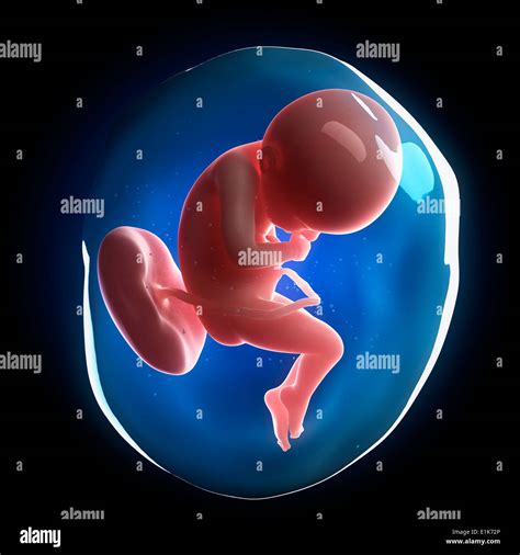 Human fetal development (week 36) computer artwork Stock Photo - Alamy