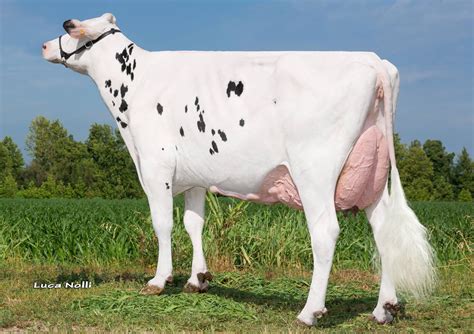 Holstein Dairy Cattle