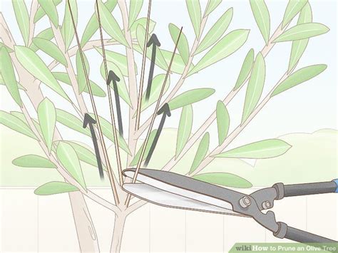 How to Prune an Olive Tree: 14 Steps (with Pictures) in 2021 | Olive tree, Pruning olive trees ...