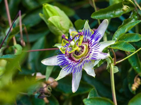 No Blooms On Passion Flower - How Do You Get A Passion Flower To Bloom