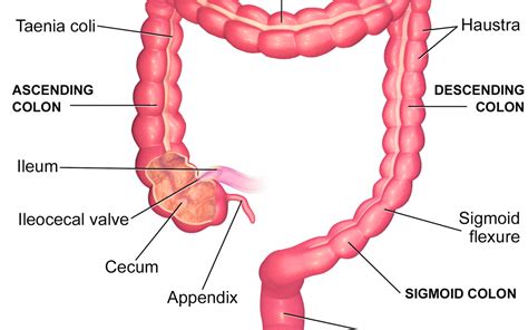 The Large Intestine - Part 5 of the 5 Phases of Digestion