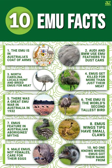 10 Notable Facts About Emus - A-Z Animals