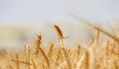 South African Agricultural Commodities Weekly Wrap