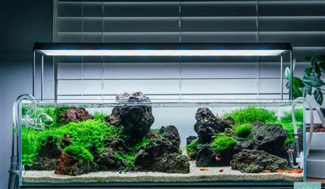 Awesome Aquascaping Lava Rock Tank - Aquascape Paludarium Blog ...